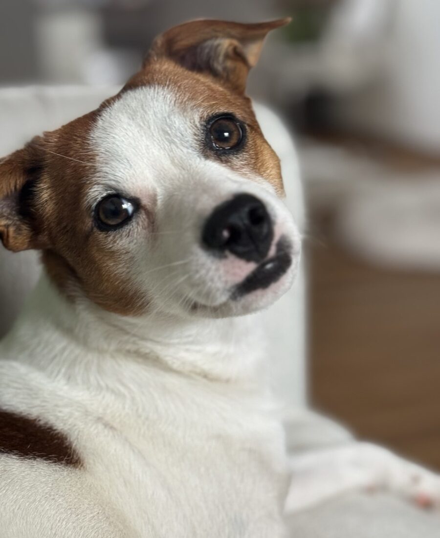 Tierkommunikation
